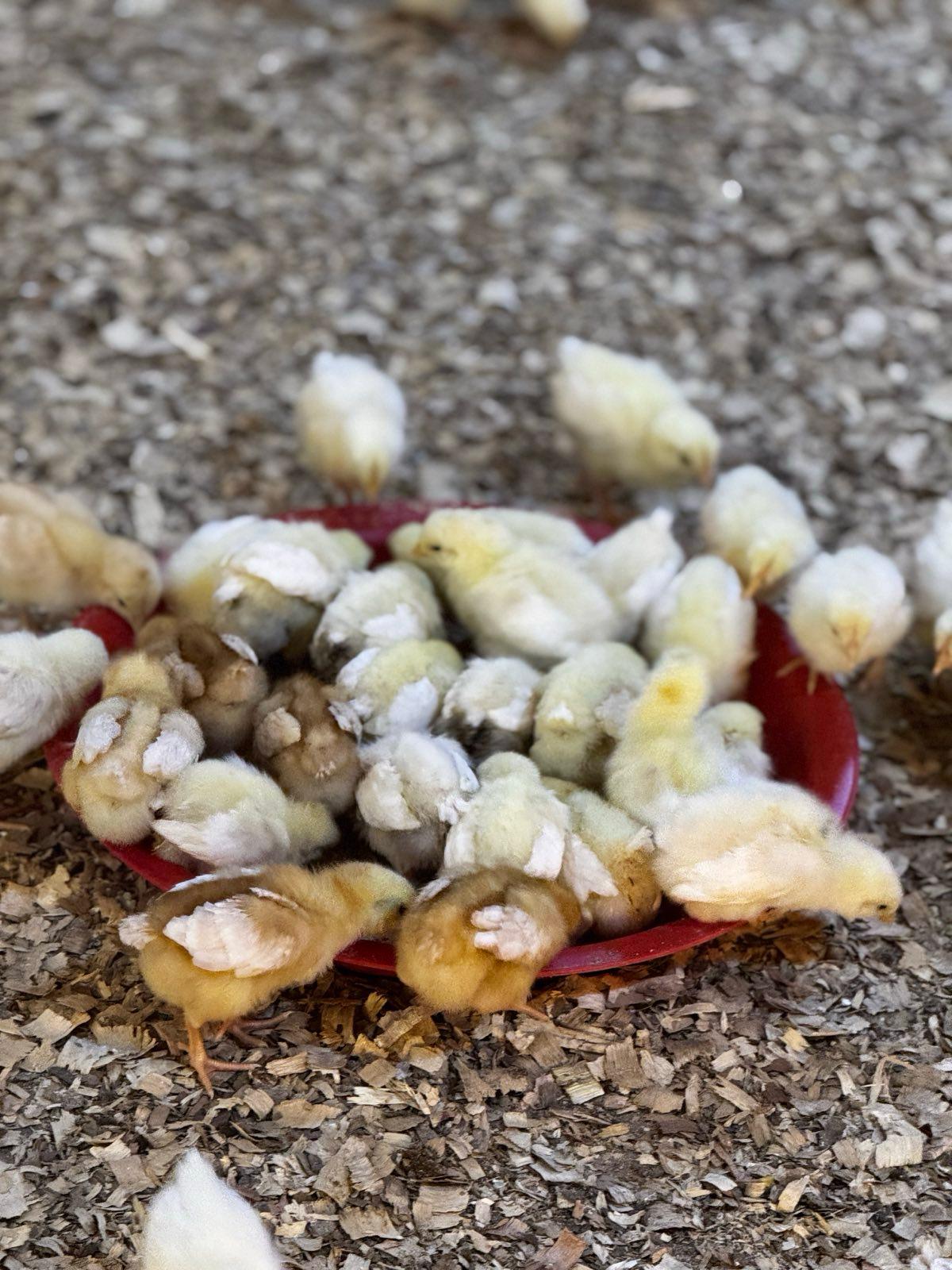 Layer hens inside a commercial poultry house