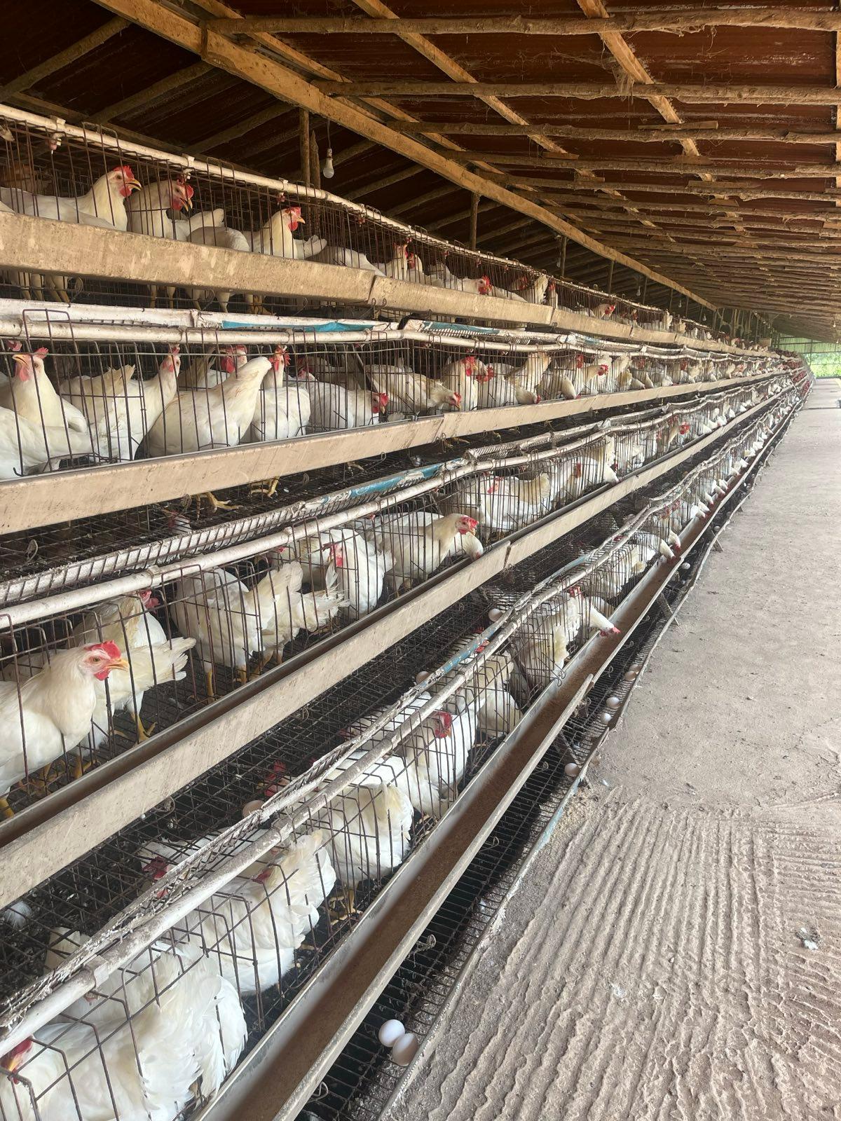 Commercial poultry farm in Ghana
