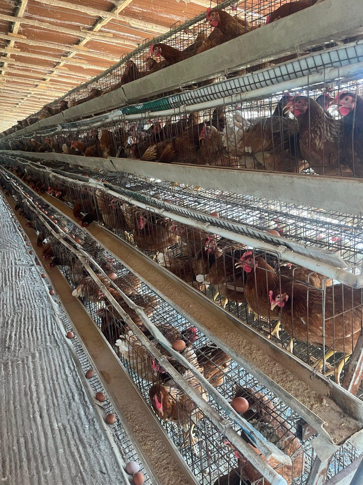 Layer flock in a poultry house