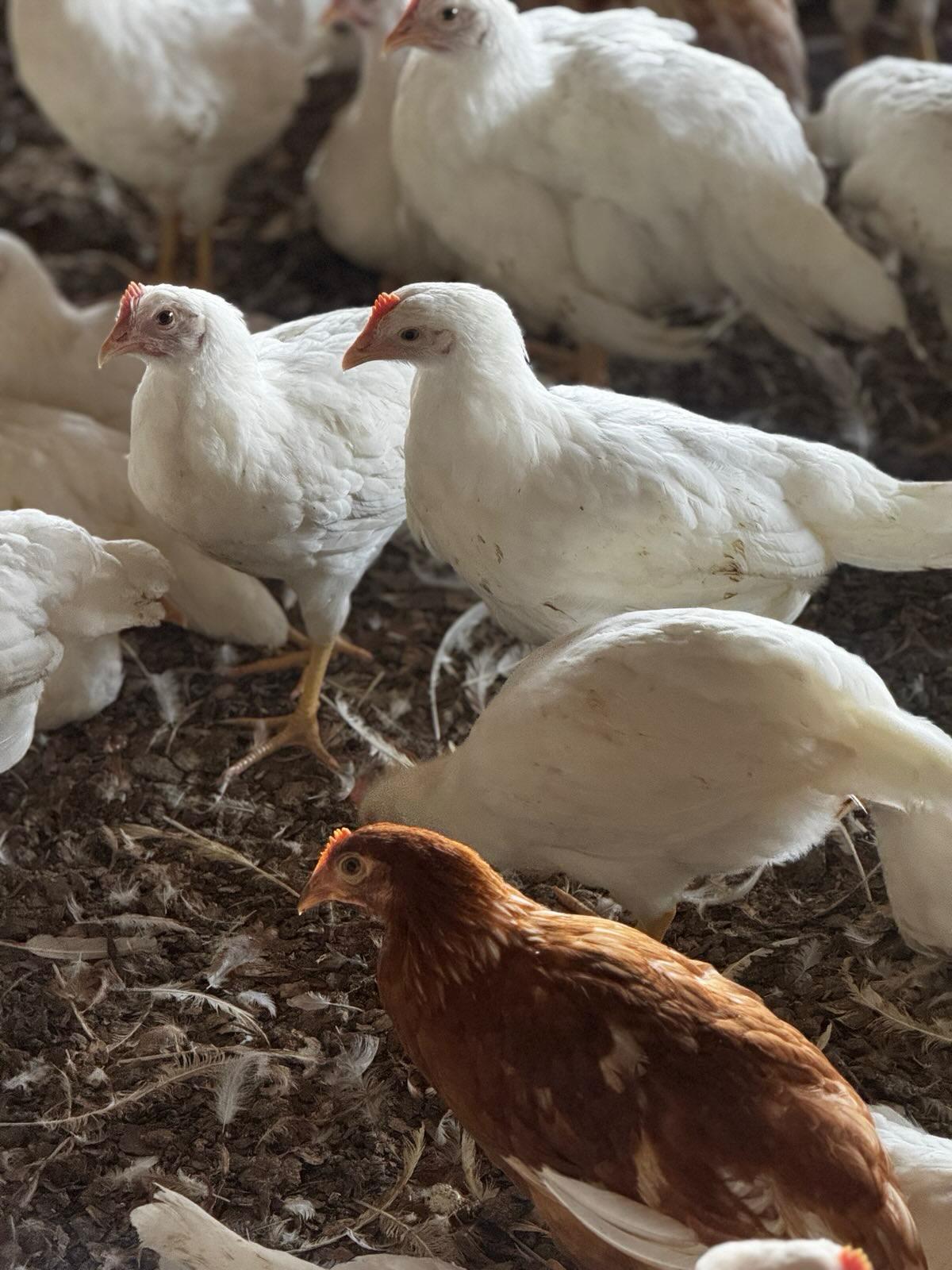 Hens on a Ghanaian layer farm