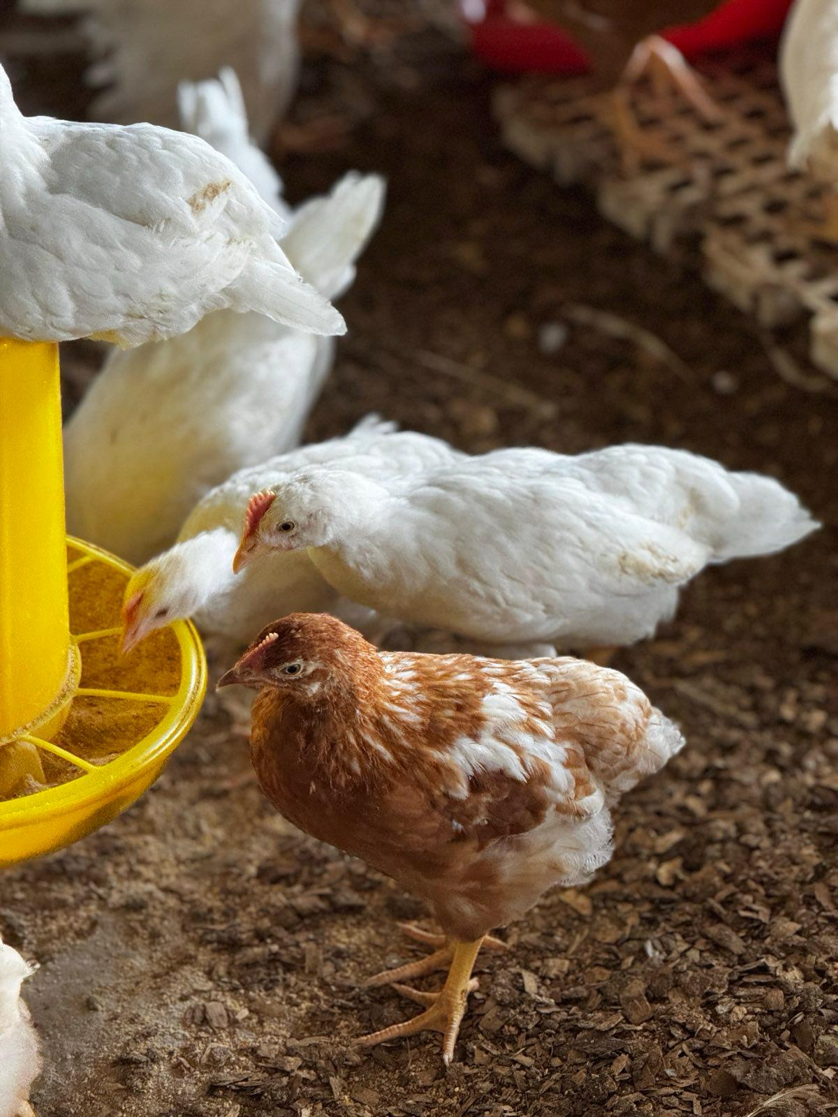 Commercial poultry farming in Ghana